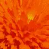 Orange Things