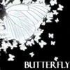 White Butterfly