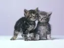 Kitty Friends