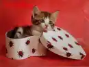 Kitty Love Tin