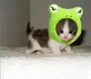 Froggy Cat