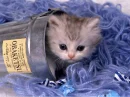 Bucket Cat