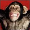Monkey!
