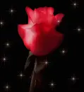 beating rose