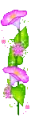 orchid