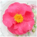 camelia