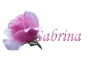 Sabrina with Pink Rose