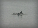 dolphins