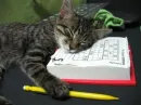 cute cat