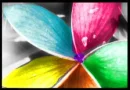 rainbow flower 