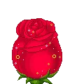 Cute red rose