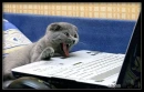 HaHaHaaa
