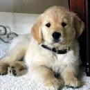pup