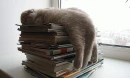 Sweet dreams