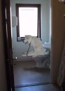 brought up dog