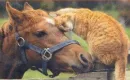 horse and kitty