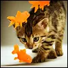Kitty and fishes