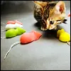 kitty and mice