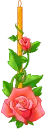 roses