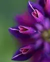 purple flower