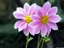 purple pair flowers