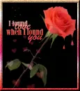 Dripping Rose