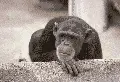 no