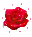 RED ROSE