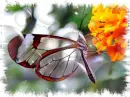 Glass Wing Butterfly