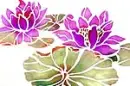 waterlillies