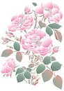 wild roses 