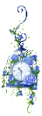 blue rose