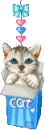 cute cat in a box