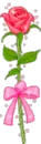 pink rose