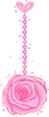 pink rose