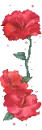 red hibiscus