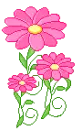 pink daisies