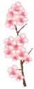 pink sakura