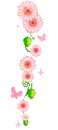 pink daisies