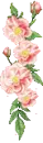 pink flowers