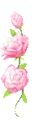 pink flowers