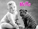 shar pei