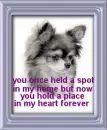a place in my heart chihuahua