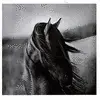 horses - koÅ„