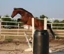 Horses