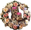 yorkies