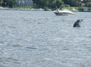 dolphin out of water
