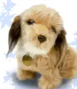cute puppy