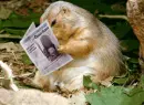 cute groundhog reading paper