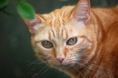 Orange Cat with Green Eyes